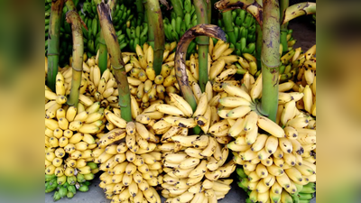 जळगावची डझनभर केळी, खिशाला भारी! किरकोळ बाजारात असा मिळतो दर...