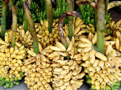 जळगावची डझनभर केळी, खिशाला भारी! किरकोळ बाजारात असा मिळतो दर...