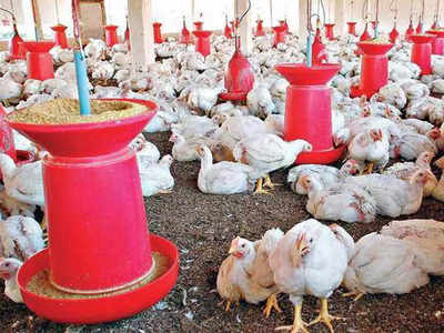 हापुड़ के Poultry Farm में जिंदा जल गए 5 हजार मुर्गे, जानिए क्‍या है पूरा मामला