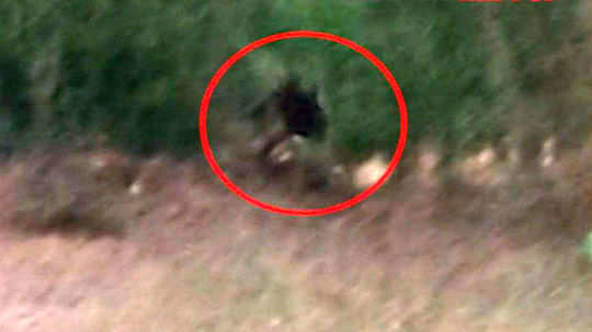 sightings of strange creature leaves entire town on a edge in karnataka