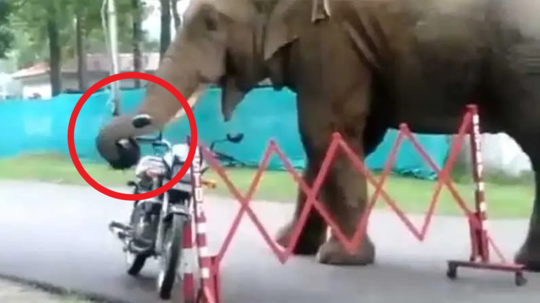 video of elephant eats helmet in assam goes viral
