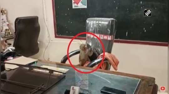 video of a monkey sitting in the chair of the principal in government school in gwalior gone viral