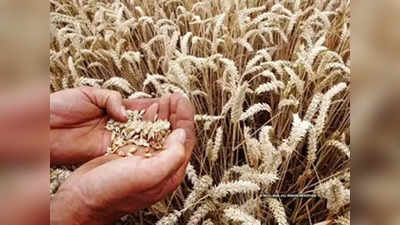 Wheat Farmer: अब बढ़ा तापमान तो गेहूं की निकल जाएगी जान, किसानों की खड़ी फसल पर मंडरा रहा खतरा