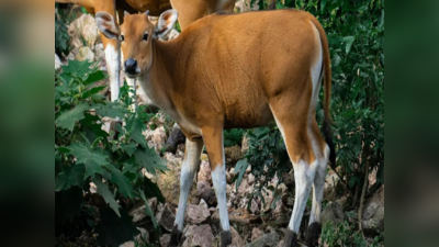 गाय वापस लाने खेत में घुसी दलित महिला तो चप्पलों से पीटा, कर्नाटक के कोप्पल जिले की घटना