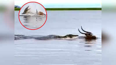 Magarmach Ka Video: मगरमच्छ ने पानी में छिपकर किया अटैक, हिरण की हिम्मत के आगे मौत भी झुक गई!