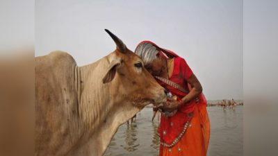 Cow Hugging: കൗ ഹഗിംങ് ആരോഗ്യ ഗുണം നല്‍കുമെന്ന് റിപ്പോര്‍ട്ട്