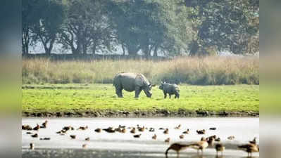 Dudhwa National Park में बाघिन ने गैंडे के बच्चे को मार डाला, कैमरे में तीन शावकों के साथ आई नजर