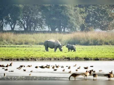 Dudhwa National Park में बाघिन ने गैंडे के बच्चे को मार डाला, कैमरे में तीन शावकों के साथ आई नजर