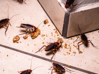Cockroach Repellent: പാറ്റശല്യം തീര്‍ക്കാന്‍ ഇതാ പ്രകൃതിദത്ത വഴികള്‍