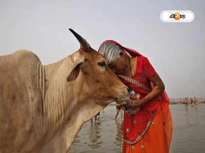 Cow Hug Day Withdraw: দেশজুড়ে তীব্র সমালোচনা, প্রেম দিবসে গো-আলিঙ্গন নির্দেশিকা প্রত্যাহার কেন্দ্রের