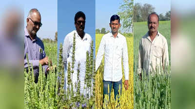 यूट्यूबवरुन धडे, अमेरिकेतील पीक महाराष्ट्रात लावलं, चार मित्र शेतात राबले यश मिळालं, चांगल्या उत्पन्नाची हमी