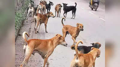 Moradabad में आवारा कुत्तों ने झुंड में डेढ़ साल की बच्ची पर किया हमला, दिल्ली रेफर