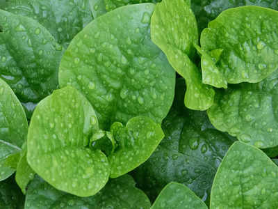 Malabar Spinach Health Benefits: బచ్చలికూర తింటున్నారా..? అయితే మీ గుండె సేఫ్‌..!