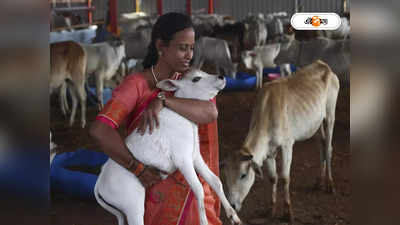 Cow Hug Day: ‘গোরুর যত্ন নিন’, কৃষ্ণ নাম জপে গো-পালনের পরামর্শ কেন্দ্রীয় মন্ত্রীর