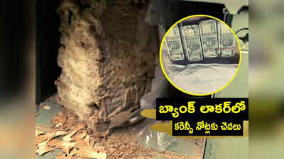 Bank Locker: బ్యాంక్ లాకర్‌లో చెదలు.. నోట్ల కట్టలు తుక్కు తుక్కు.. లబోదిబోమన్న కస్టమర్! 