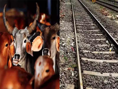 संभलः फसल नष्ट कर रहे अन्ना पशुओं को गुस्साए किसानों ने रेलवे ट्रैक पर खदेड़ा, 11 गोवंश की कटकर मौत