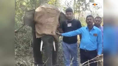 Elephant Attack : আরামবাগের পর রায়নায় হানা, ঘুমপাড়ানি গুলিতে অবশেষে কাবু দলছুট দাঁতাল