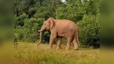 Assam News: गुवाहाटी में जंगली हाथी ने सेना के एक जवान को कुचल कर मार डाला, इलाके में पहले कभी नहीं हुई ऐसी घटना