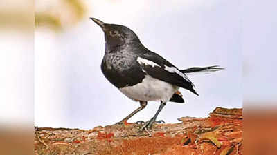 Nagarahole Bird survey | ನಾಗರಹೊಳೆಯಲ್ಲಿ ಪಕ್ಷಿ ಗಣತಿ: 290 ಪ್ರಭೇದ ದಾಖಲು