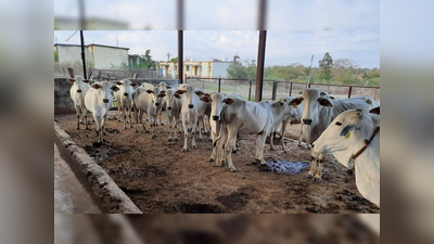 बिंग फुटले! मुंबईतील गोठ्यात बेकायदा डांबून ठेवल्या होत्या गाई; मात्र कारवाईत घडलं भलतंच...