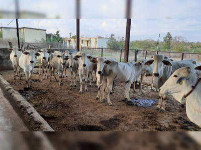 बिंग फुटले! मुंबईतील गोठ्यात बेकायदा डांबून ठेवल्या होत्या गाई; मात्र कारवाईत घडलं भलतंच...