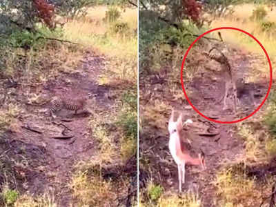 Viral Video: हिरण दिखा रहा था फुर्ती, चीते ने अपनी रफ्तार से उसका काम तमाम कर दिया