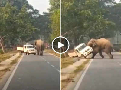 Haathi Ka Video: ड्राइवर ने हाथी के सामने दिखाई चालाकी, गजराज ने 35 सेकंड में पूरा माहौल बदल दिया