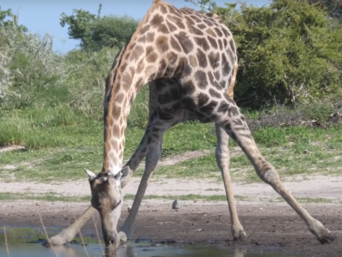 देखिए, ऐसे पानी पीता है जिराफ