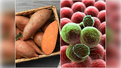 Health Benefits of Sweet Potato: মিষ্টি আলুতেই রয়েছে স্বাস্থ্যের অফুরন্ত খাজানা! মুখে তুললেই মিলবে এইসব উপকার