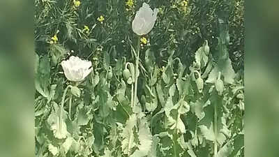 Haryana Farmer: अफीम की खेती कर रहा था हरियाणा का ये किसान, सरसों की आड़ में लगाए थे 472 पौधे, ऐसे पकड़ा गया