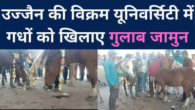 Ujjain में गधों का माला पहनाकर किया स्‍वागत, फिर खिलाए गुलाब जामुन, जानें पूरा मामला