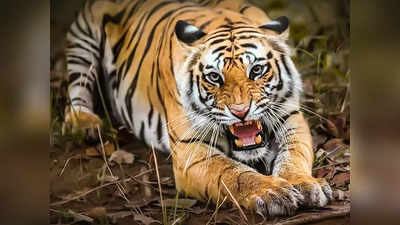 Tiger Attack In Kodagu- ಒಂದೇ ದಿನದ ಅಂತರದಲ್ಲಿ ಒಂದೇ ಕುಟುಂಬದ ಇಬ್ಬರನ್ನು ಕೊಂದ ಹುಲಿ: ಭಾನುವಾರ ಯುವಕ, ಸೋಮವಾರ ತಾತ ಬಲಿ