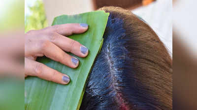 Aloe Vera Hair Masks: চিরুনিতে প্রতিবার উঠছে দলা দলা চুল? অ্যালোভেরার সঙ্গে এই উপাদান মিশিয়ে লাগান আর ম্যাজিক দেখুন