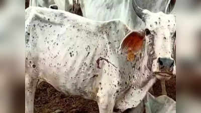 Tumakur Lumpy Skin Disease: ತುಮಕೂರಿನಲ್ಲಿ 9 ಸಾವಿರ ದನಗಳಿಗೆ ಚರ್ಮಗಂಟು ರೋಗ!