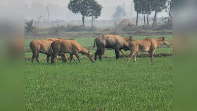 Sitamarhi News: बिहार में अब मुखिया बचाएंगे किसानों की फसल, सरकार ने दे दी बड़ी ताकत