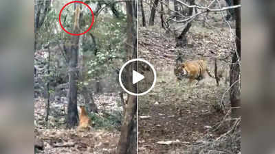 Viral Video: टाइगर के इलाके में घुसा तेंदुआ, फिर बाघ ने उसको निपटाने के लिए किया ये काम