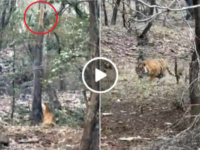 Viral Video: टाइगर के इलाके में घुसा तेंदुआ, फिर बाघ ने उसको निपटाने के लिए किया ये काम