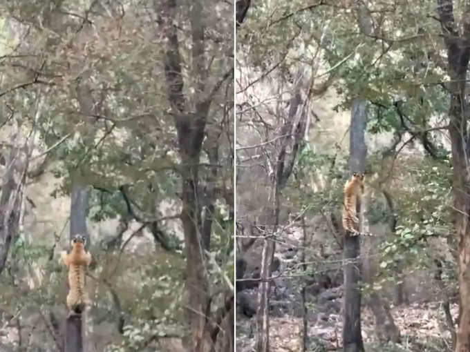 तेंदुए को मारने के लिए पेड़ पर चढ़ गया टाइगर