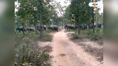 Bankura News : লোকালয়ে ঢোকা আটকাতে জঙ্গলেই হাতির জন্য ভুঁরিভোজে-র ব্যবস্থা বন দফতরের