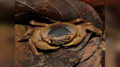 Crab Discovered: ಯಲ್ಲಾಪುರದಲ್ಲಿ ಪತ್ತೆಯಾದ ಹೊಸ ಪ್ರಭೇದದ ಏಡಿಗೆ ಮಗಳ ಹೆಸರಿಟ್ಟ ತಜ್ಞ