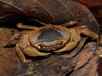 Crab Discovered: ಯಲ್ಲಾಪುರದಲ್ಲಿ ಪತ್ತೆಯಾದ ಹೊಸ ಪ್ರಭೇದದ ಏಡಿಗೆ ಮಗಳ ಹೆಸರಿಟ್ಟ ತಜ್ಞ