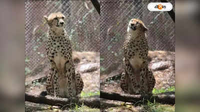 Kuno Cheetah Latest Update : খরচ ৩০ লাখ, শনিতে ভারতে আর‌ও ১২ আফ্রিকান চিতা