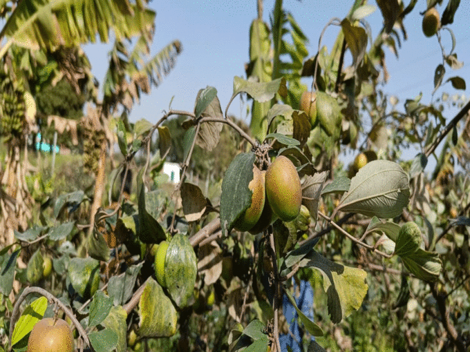 kashmiri apple ber farming