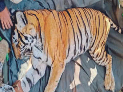 Tiger Captured In Kodagu:ಕೊಡಗಿನ ತಾತ, ಮೊಮ್ಮಗನ ಬಲಿ ಪಡೆದ ಹುಲಿ ಸೆರೆ: ಅರಣ್ಯ ಇಲಾಖೆ ಸಾಕಾನೆ ಬಳಸಿ ಹುಲಿ ಸೆರೆ ಹಿಡಿದಿದ್ದು ಹೀಗೆ..
