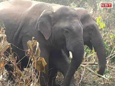 Dumka में घुस आया 11 हाथियों का एक झुंड, दहशत में रतजगा कर रहे ग्रामीण