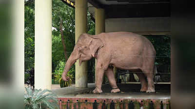 Elephant Ate Ration: ಅಂಗಡಿ ಬಾಗಿಲು ಮುರಿದು ಪಡಿತರ ಅಕ್ಕಿ ತಿಂದ ಕಾಡಾನೆ