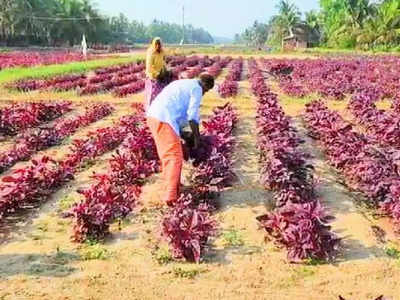 ചുവപ്പണിഞ്ഞ് കാഞ്ഞങ്ങാടിന്‍റെ തീരപ്രദേശം; ചെഞ്ചീര കൊണ്ട് ജീവിക്കുന്ന അനന്തം പള്ളയെന്ന ഗ്രാമം