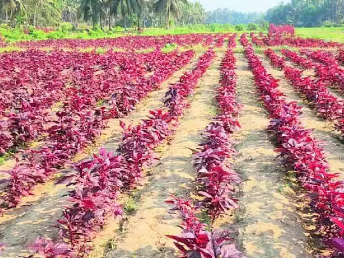 ചീര കൃഷി