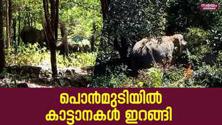 പൊൻമുടിയിൽ കാട്ടാനകൾ ഇറങ്ങി |wild elephants