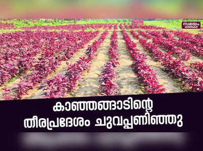 ചെഞ്ചീര കൊണ്ട് ജീവിക്കുന്ന പടന്നക്കാട് അനന്തം പള്ള |Spinach Cultivation